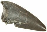 Serrated, Triassic Reptile (Postosuchus?) Tooth - Arizona #321049-1